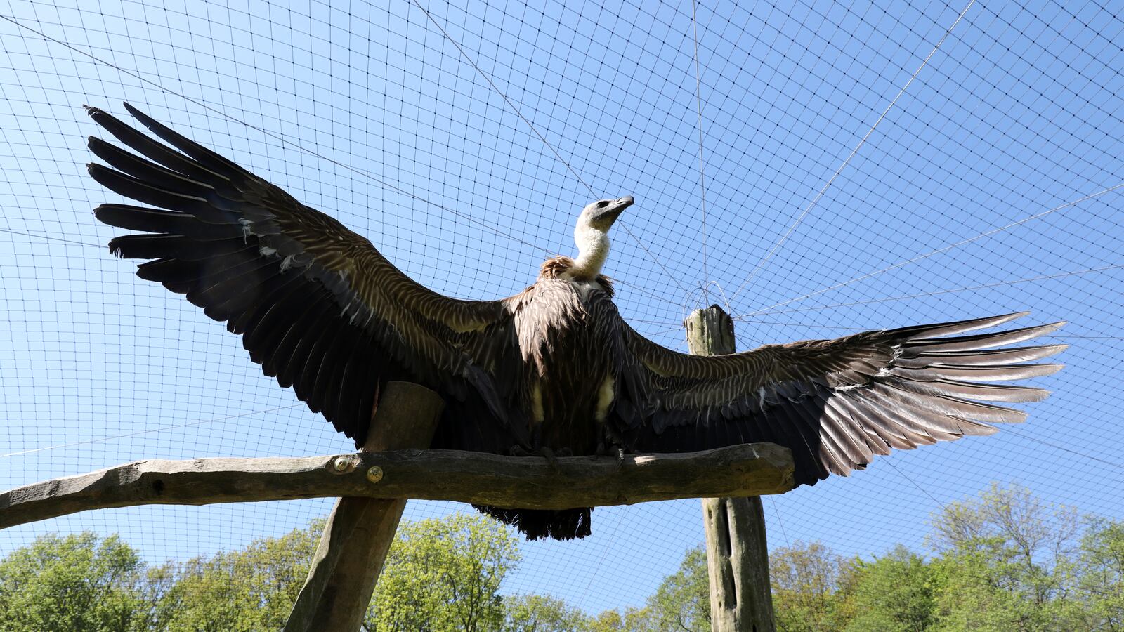 GettyImages-975045994_v3jy8w