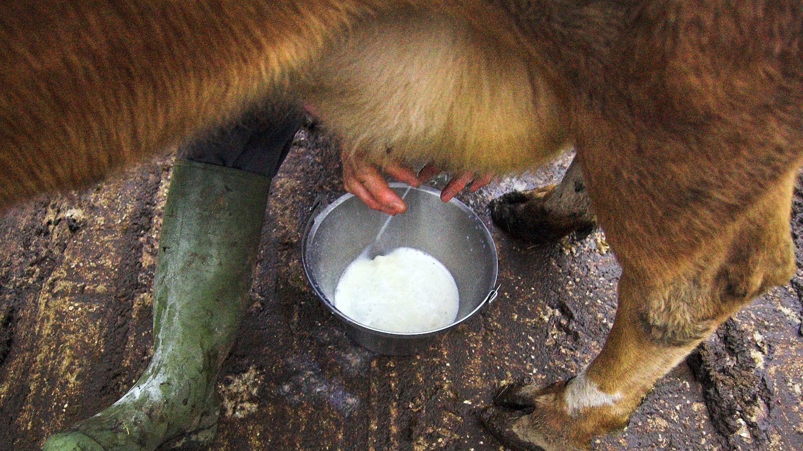 articles/2013/05/12/wisconsin-farmer-to-stand-trial-for-selling-raw-milk/130511-begley-raw-milk-tease-embed1_ohttsz