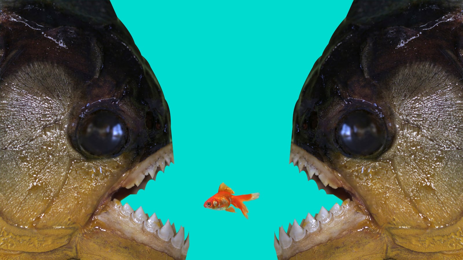 articles/2015/10/25/how-big-government-and-big-business-stick-it-to-the-working-wealthy/151024-kotkin-small-business-war-tease_bs98um