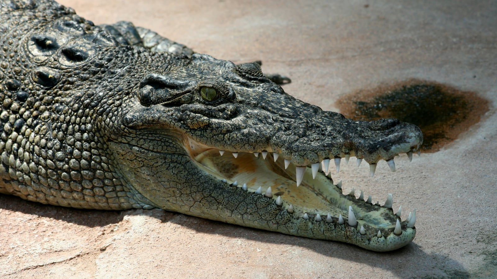 A crocodile.