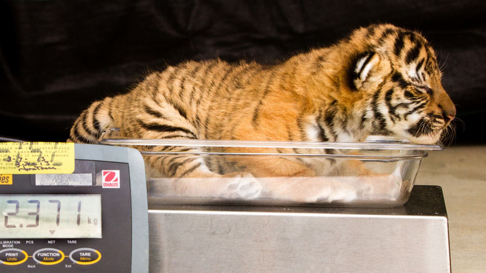 articles/2013/05/21/why-do-we-save-some-species-and-let-others-get-devastated/130520-pierson-endangered-tease_rflsnt