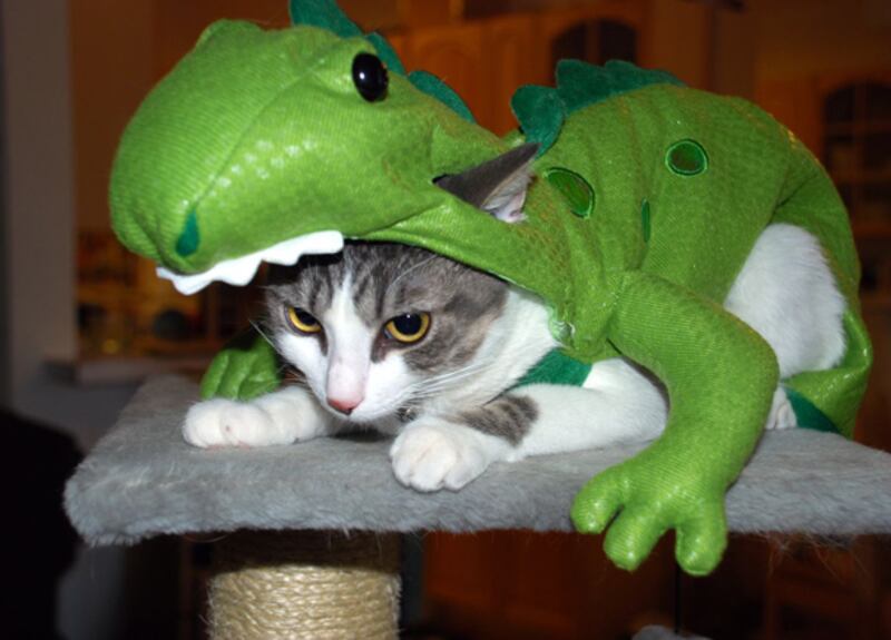 galleries/2011/10/25/cats-in-halloween-costumes-photos/cats-in-costume-7_rsemmr