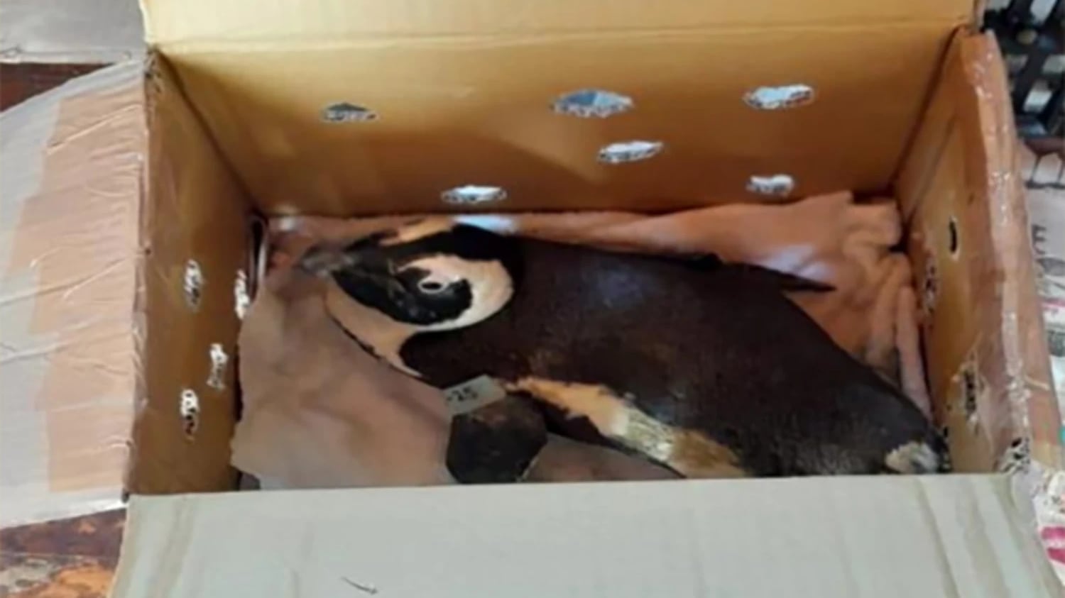 ‘Unsecured’ Penguin In Cardboard Box Causes Helicopter Crash After Hitting Pilot's Controls