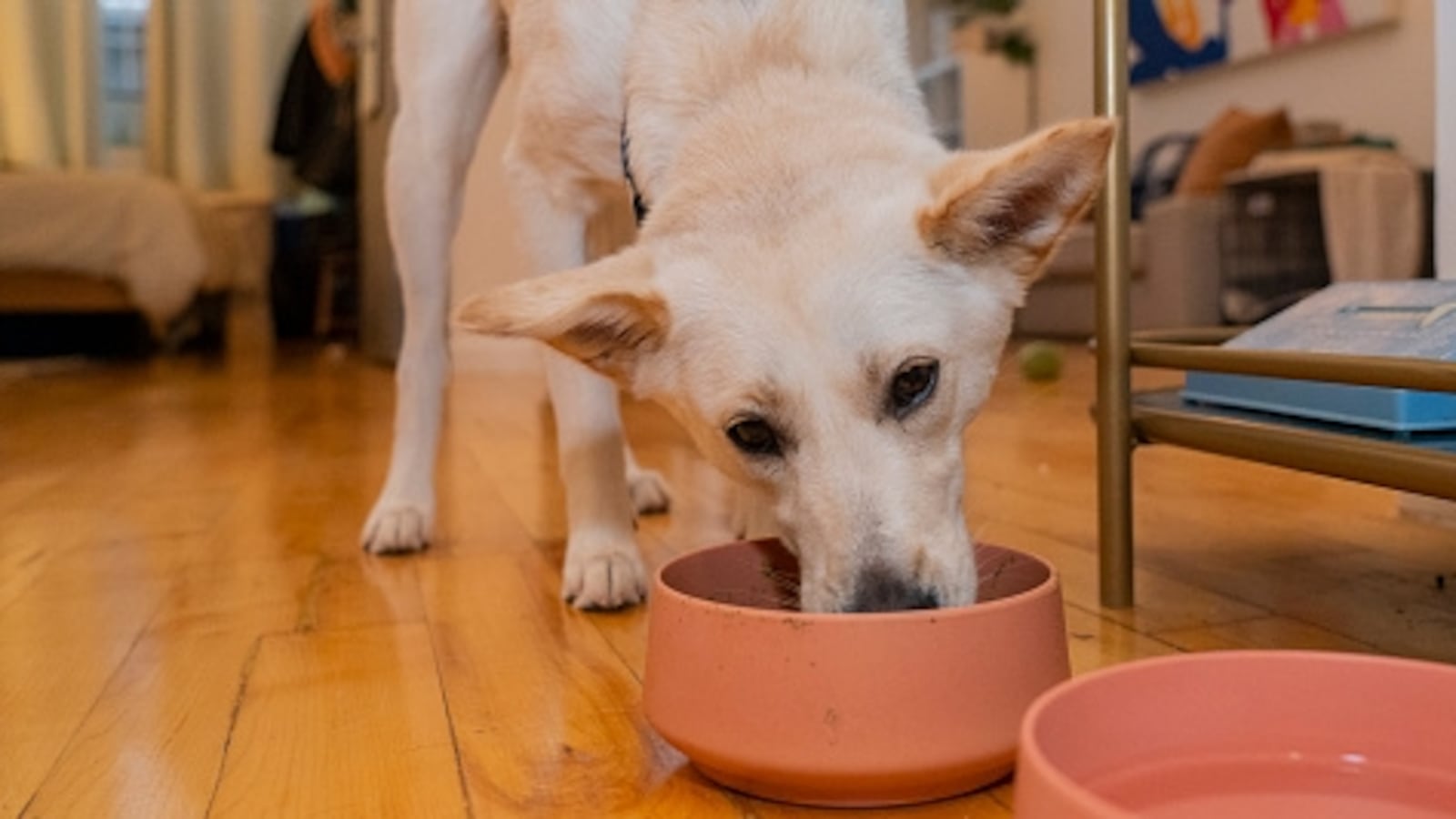 Dog eating from bowl