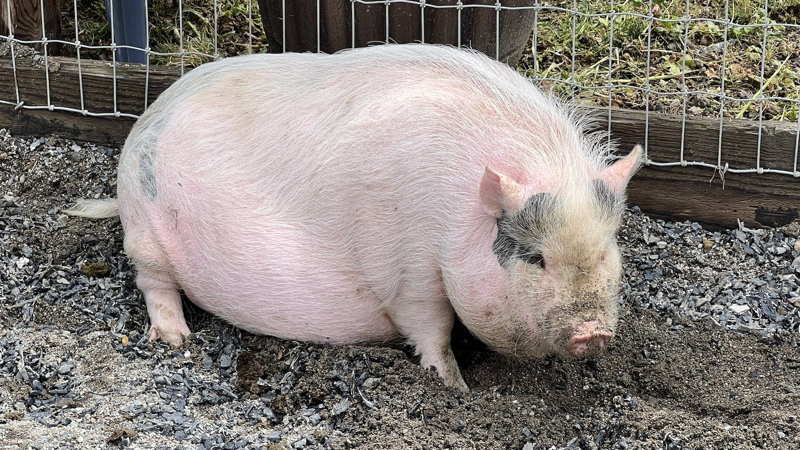 Genetically modified pigs kidneys will soon be transplanted into humans.