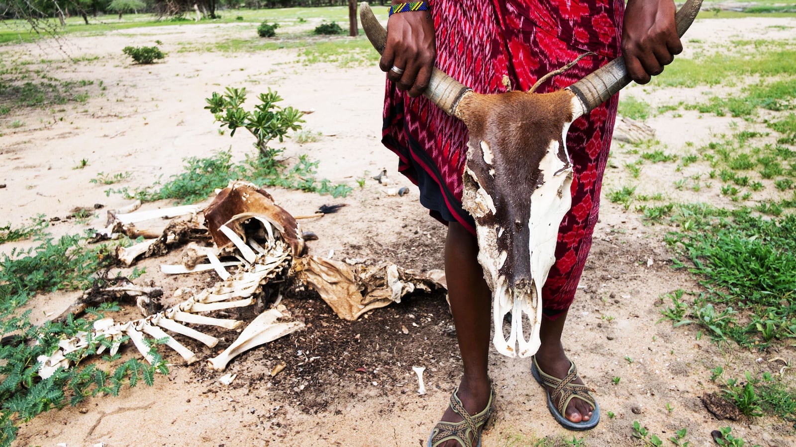 170629-teeman-cow-tease_gvvp2b