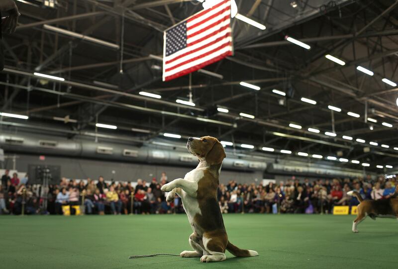 galleries/2015/02/18/westminster-kennel-clubs-annual-dog-show-photos/150217-dog-show-12_s49fwa