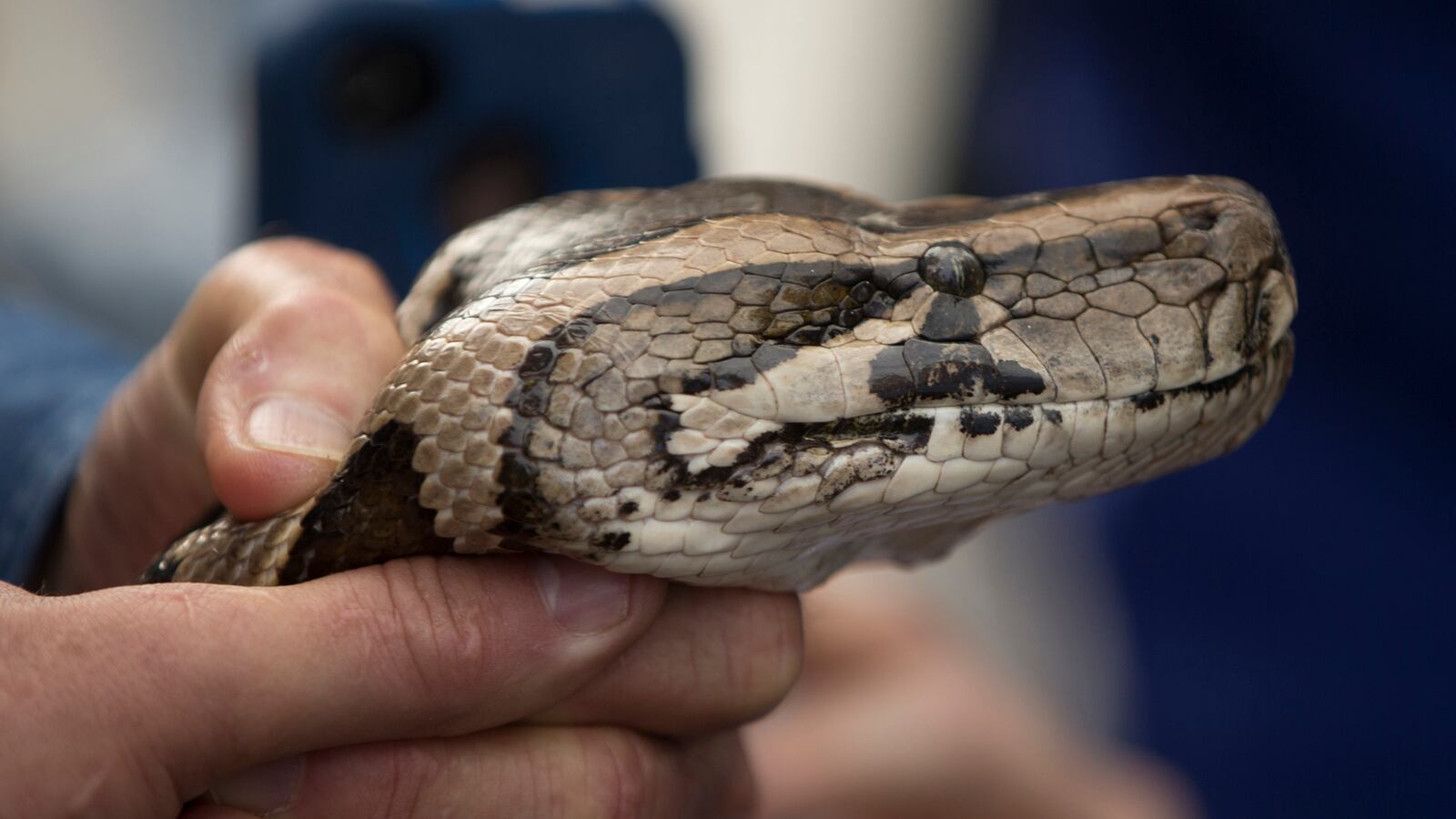 cheats/2013/08/05/boys-strangled-by-escaped-python/130805-python-cheat_ssc8hw