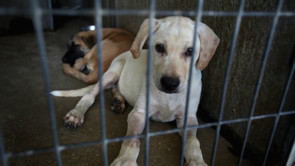 articles/2012/02/26/why-is-peta-killing-thousands-of-rescue-pets/rescue-pets_vgayay