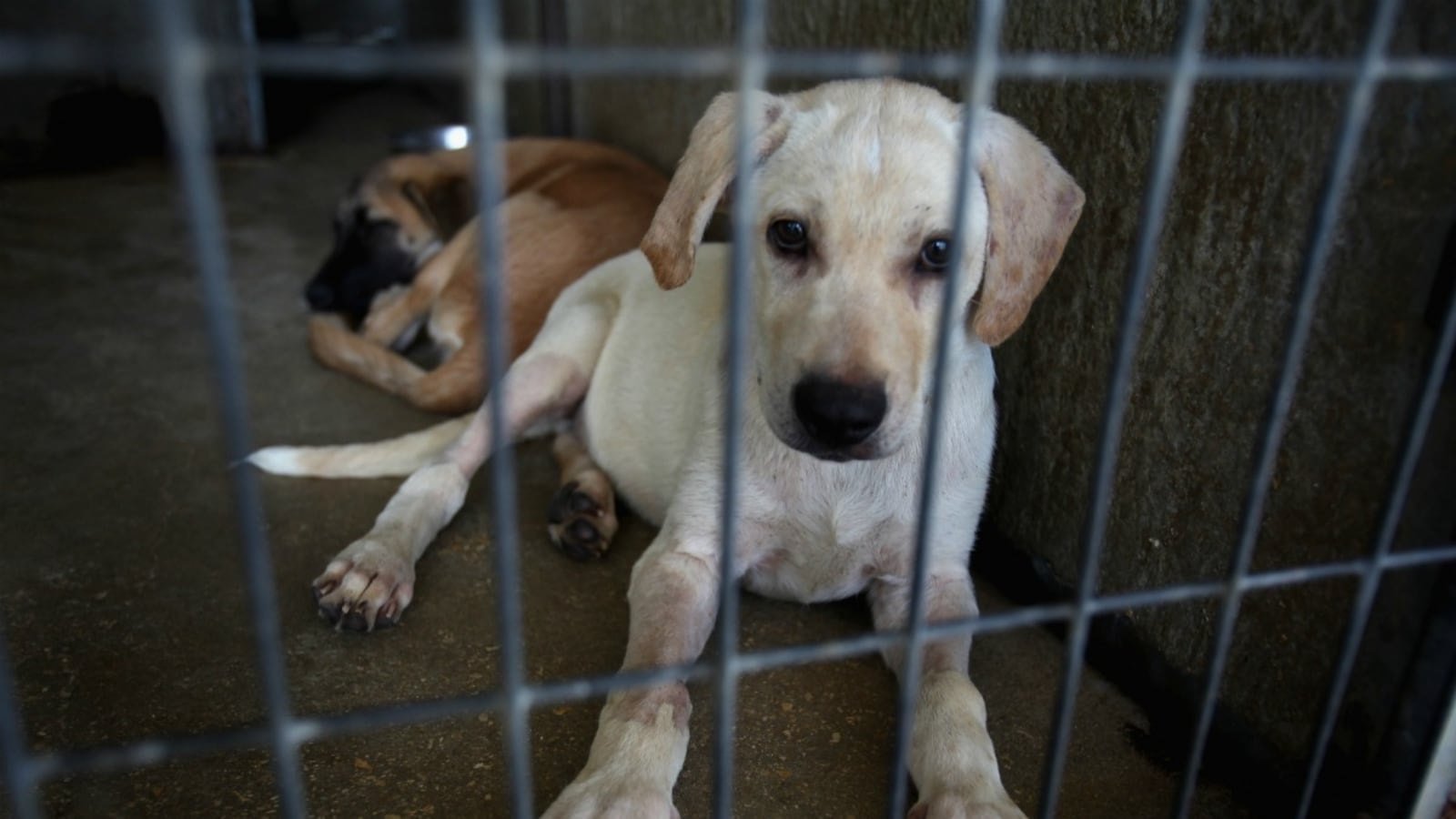 articles/2012/02/26/why-is-peta-killing-thousands-of-rescue-pets/rescue-pets_vgayay