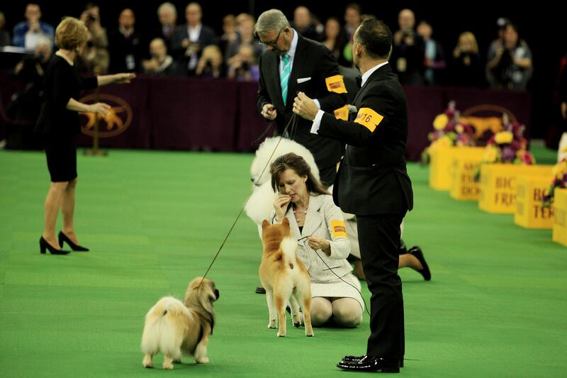 galleries/2014/02/12/westminster-parade-of-purebreds-photos/westminster-gal-04_v7dnhx