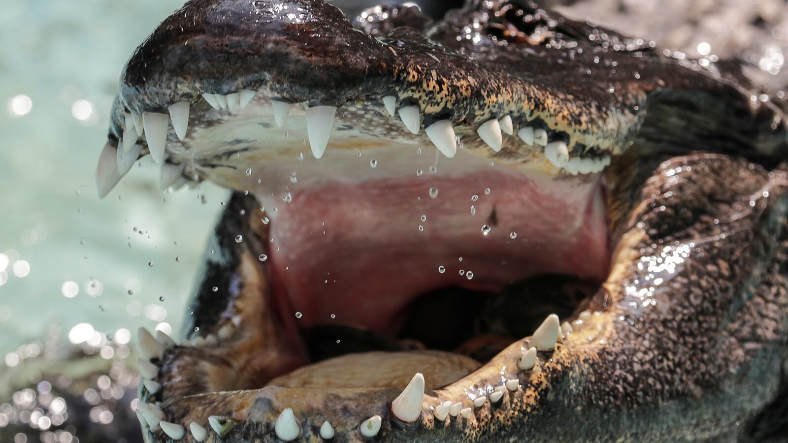 2018-08-14T111842Z_1953254322_RC1935A5EC90_RTRMADP_3_SERBIA-ALLIGATOR_tmnkkv