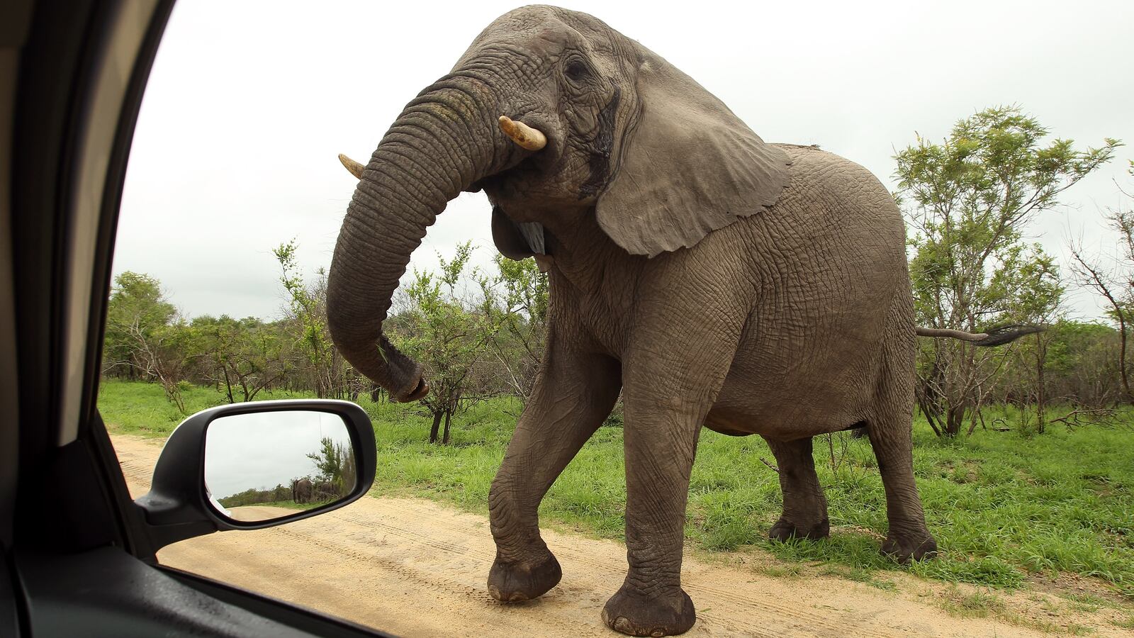 An elephant in South Africa's Kruger National Park