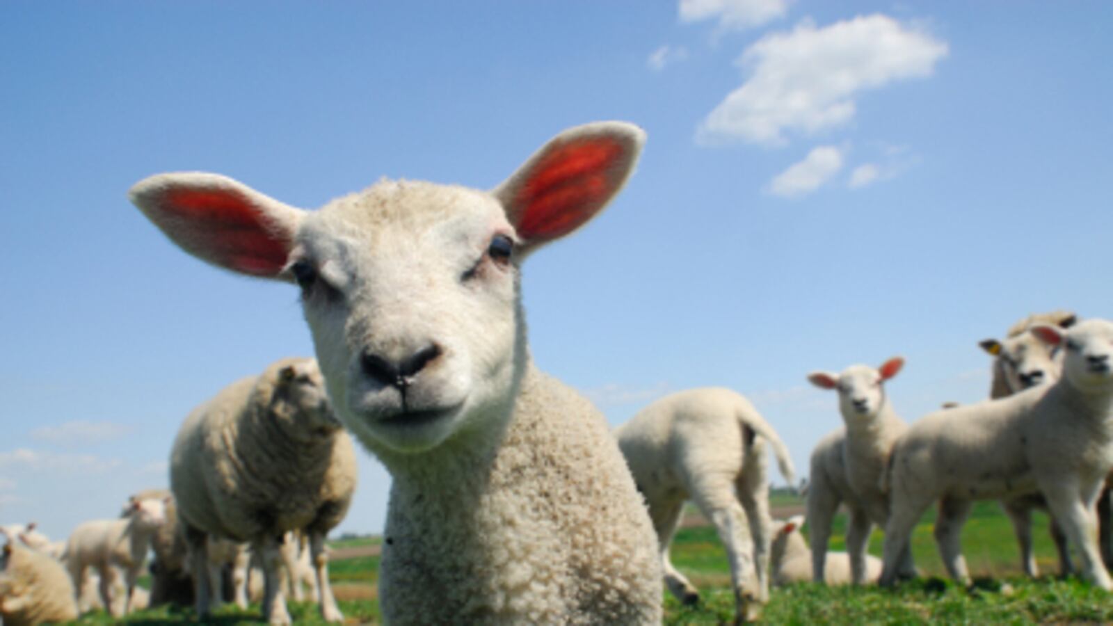 cheats/2009/02/26/sheep-belches-threaten-world/sheep_pfyv5y