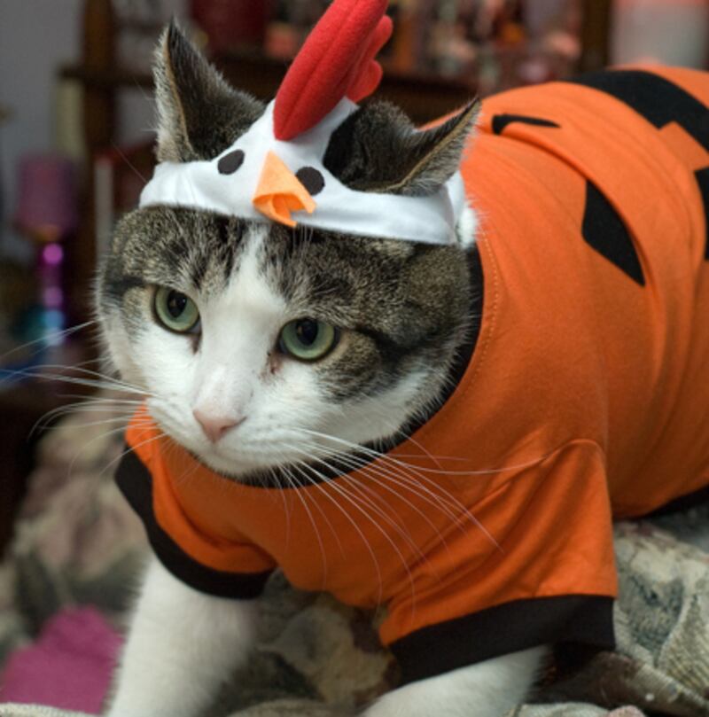 galleries/2010/10/28/cats-in-costume/cats-in-costume-6_qmmezr