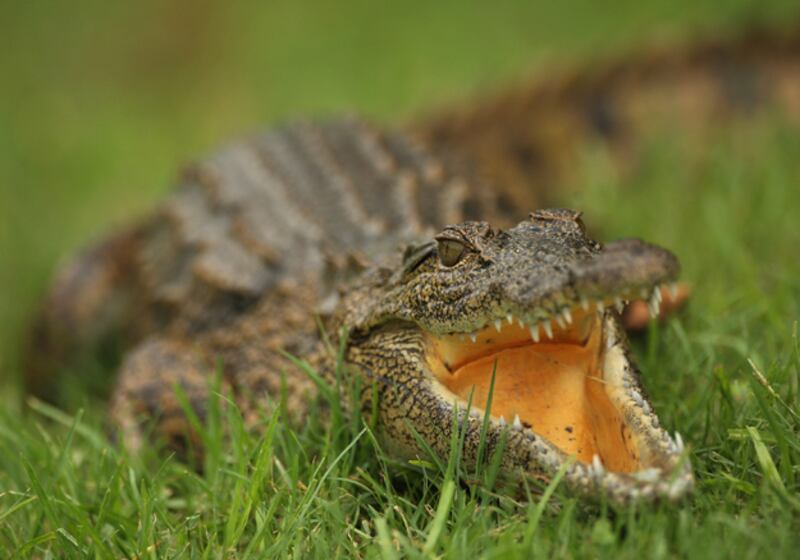 galleries/2011/02/04/real-life-superwomen/superwomen---croc_qngmmw