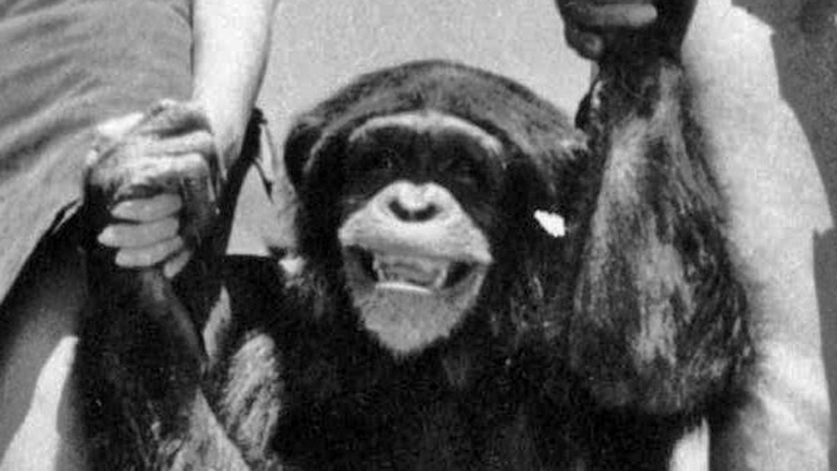 cheats/2011/12/28/cheeta-the-chimp-dies-at-80/cheetah-chimpanzee-obituary-cheat_valjg3