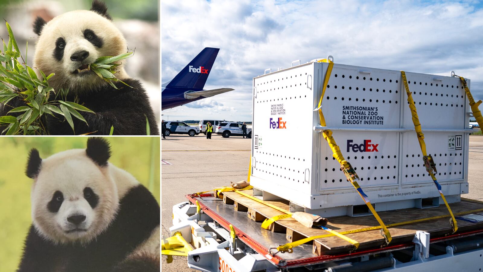 Pandas, plane arrival
