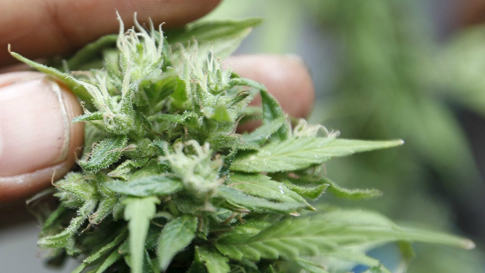 cheats/2015/06/23/biggest-study-yet-medical-weed-unproven/150623-weed-cheat_etbfvs