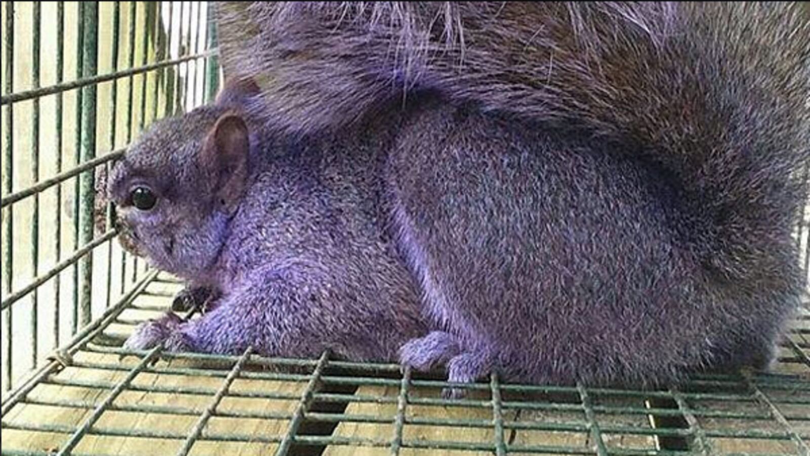 cheats/2012/02/10/couple-traps-purple-squirrel/purple-squirrel-cheat_ao0c5v