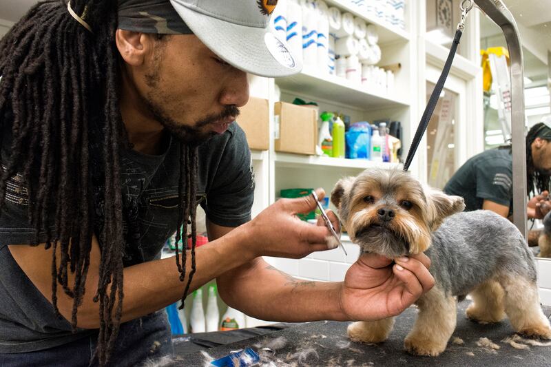 galleries/2015/02/22/inside-the-posh-life-of-a-new-york-yorkie-photos/150220-bear-dog-09_fonhyu