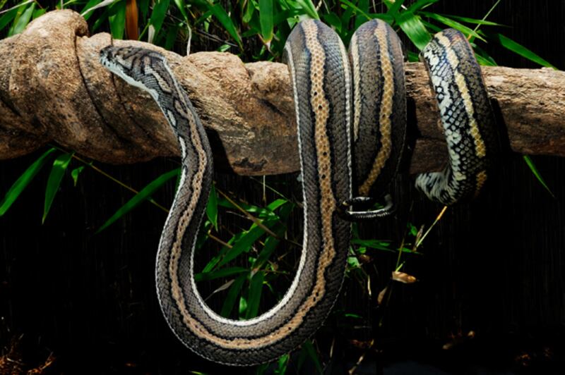 galleries/2010/02/25/the-world-s-deadliest-snakes/deadliest-snakes---python_rfu9e1