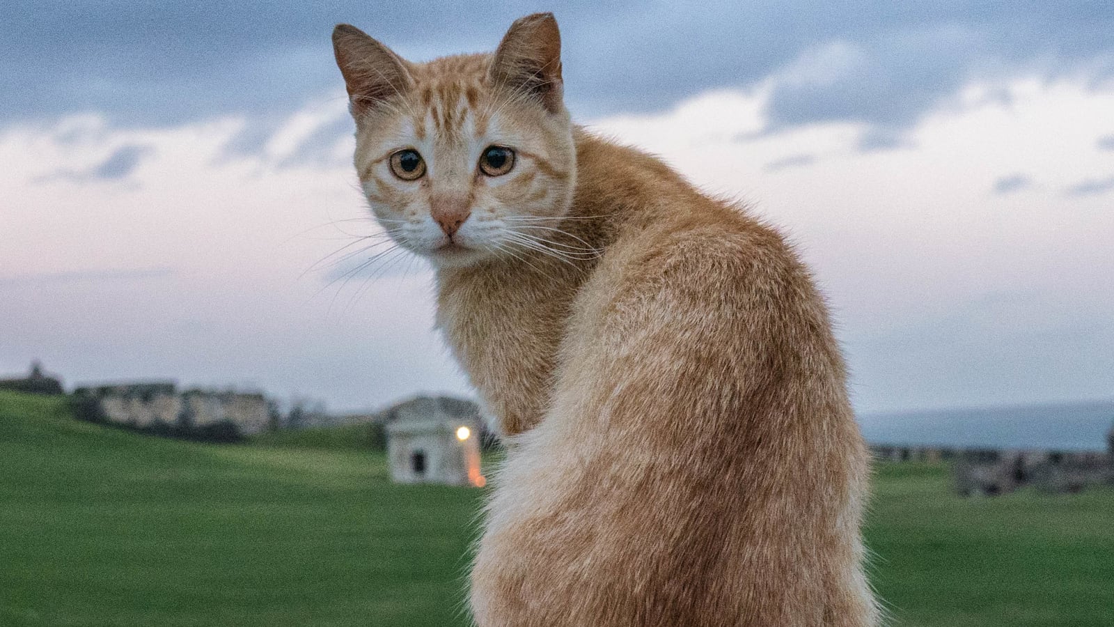 Stray cat at Castillo San Felipe del Morro, Puerto Rico.