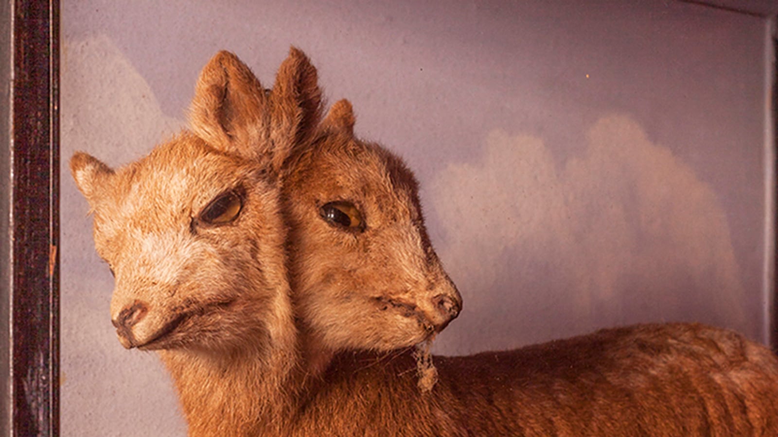 articles/2014/11/11/dodo-bones-and-kylie-s-poo-inside-london-s-strangest-new-museum/141110-Viktor-Wynd-Museum-06a_bniug9