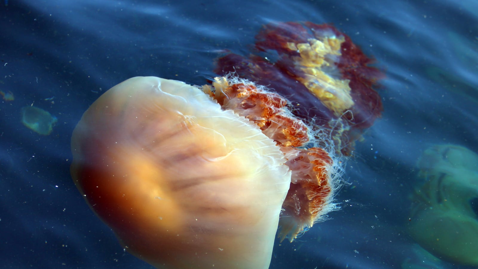 articles/2013/06/20/beware-at-the-beach-the-jellyfish-rule-the-seas-and-it-s-our-fault/130619-jellyfish-jimmy-tease_i5u7po