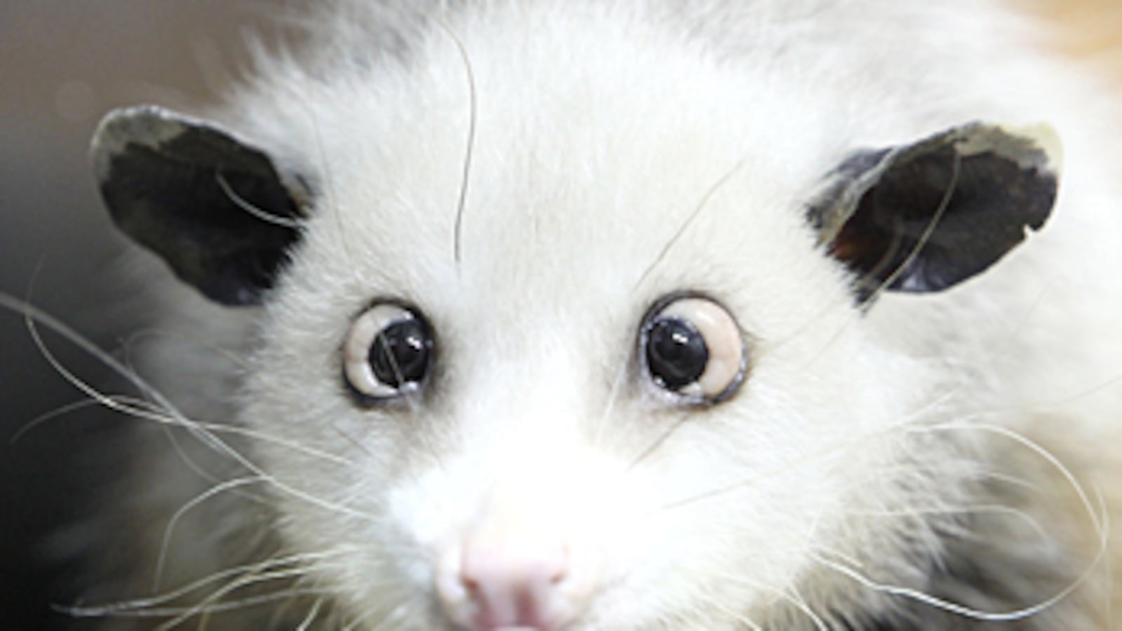 cheats/2011/01/10/cross-eyed-opossum-star-in-germany/hiedi-opossum_odacbi
