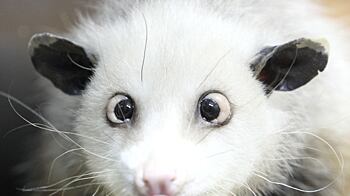 cheats/2011/01/10/cross-eyed-opossum-star-in-germany/hiedi-opossum_odacbi
