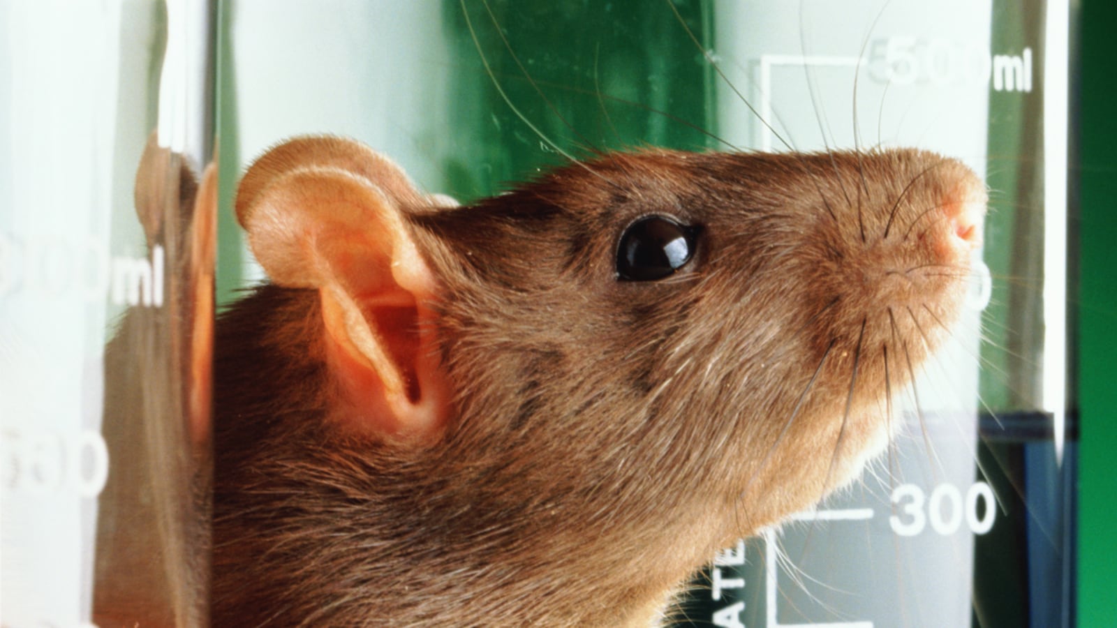 cheats/2011/06/17/implant-improves-rats-memory/lab-rats-cheat_jbfnch