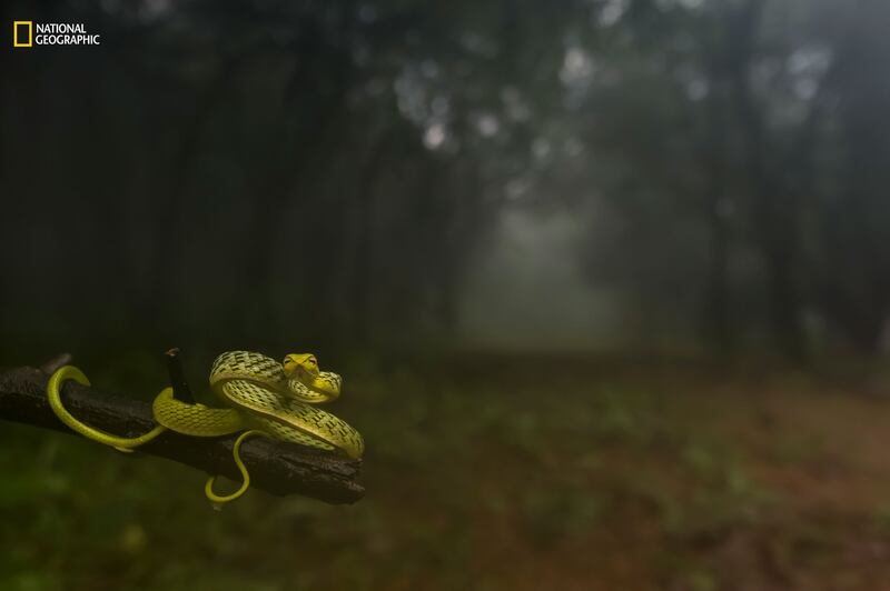 galleries/2016/12/13/national-geographic-nature-photographer-of-the-year-winners/161212-NGNP-18-embed-varun-aditya-ngnp-animalportraits1_ch7jpx