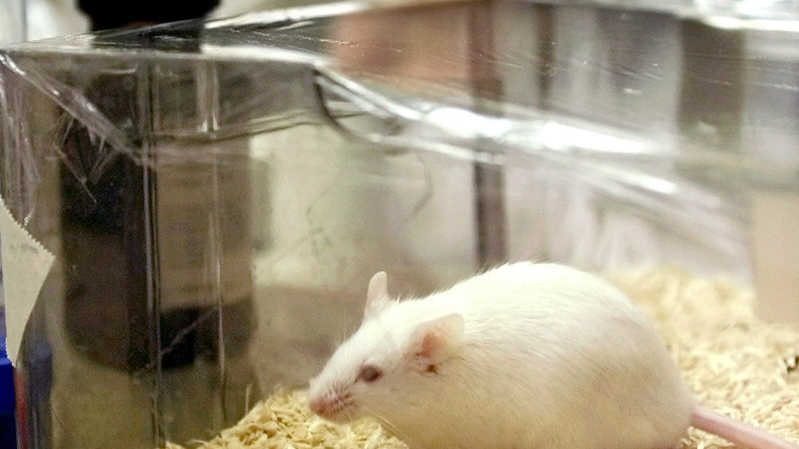 cheats/2015/04/15/researchers-stop-mouse-dementia/150415-mouse-dementia-cheat_g7ecq9