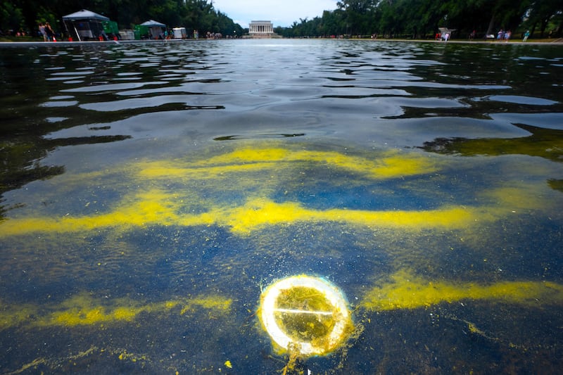 Algae is seen in the Lincoln Memorial Reflecting Pool, after recent renovations following a directive from U.S. President Donald Trump to paint it blue ahead of the 250th anniversary of U.S. Independence, in Washington, D.C., U.S., June 21, 2026.