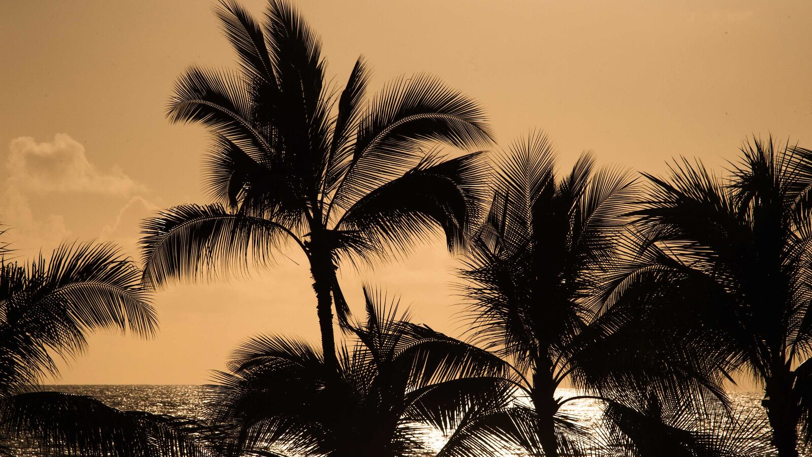 Palm trees