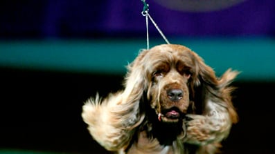 cheats/2009/02/10/stump-wins-westminster/stump_ncnfio