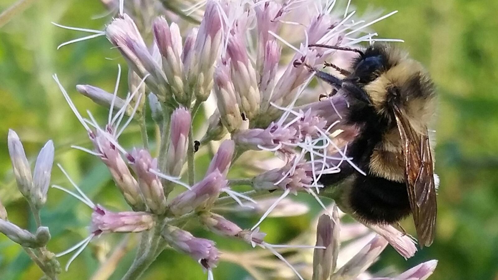 cheats/2016/09/22/1st-bee-may-be-added-to-endangered-list/160922-bumble-bee-cheat_xxnakc