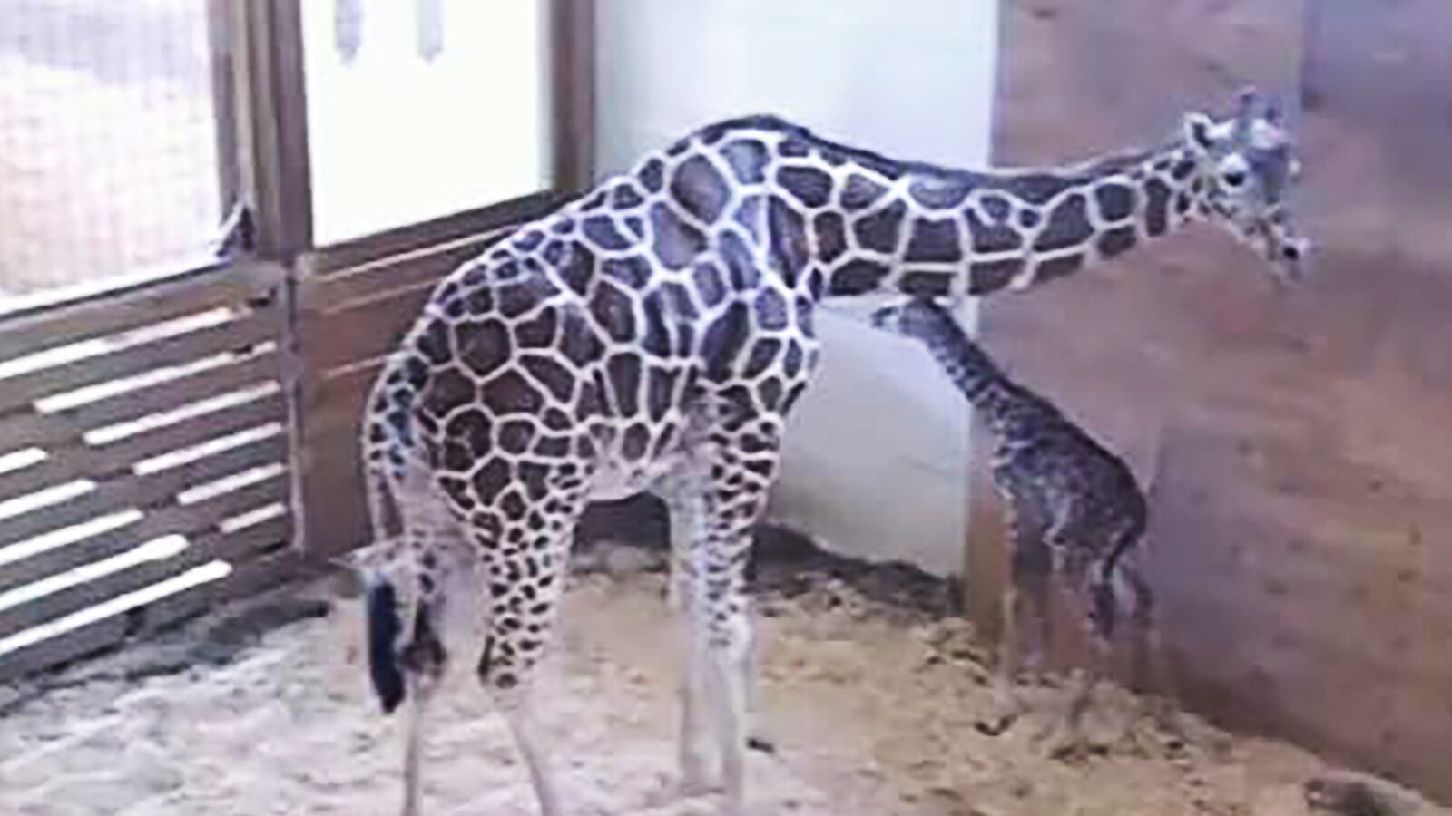 articles/2017/04/15/april-the-giraffe-finally-gives-birth/170415-april-the-giraffe-baby-tease_xyfhql