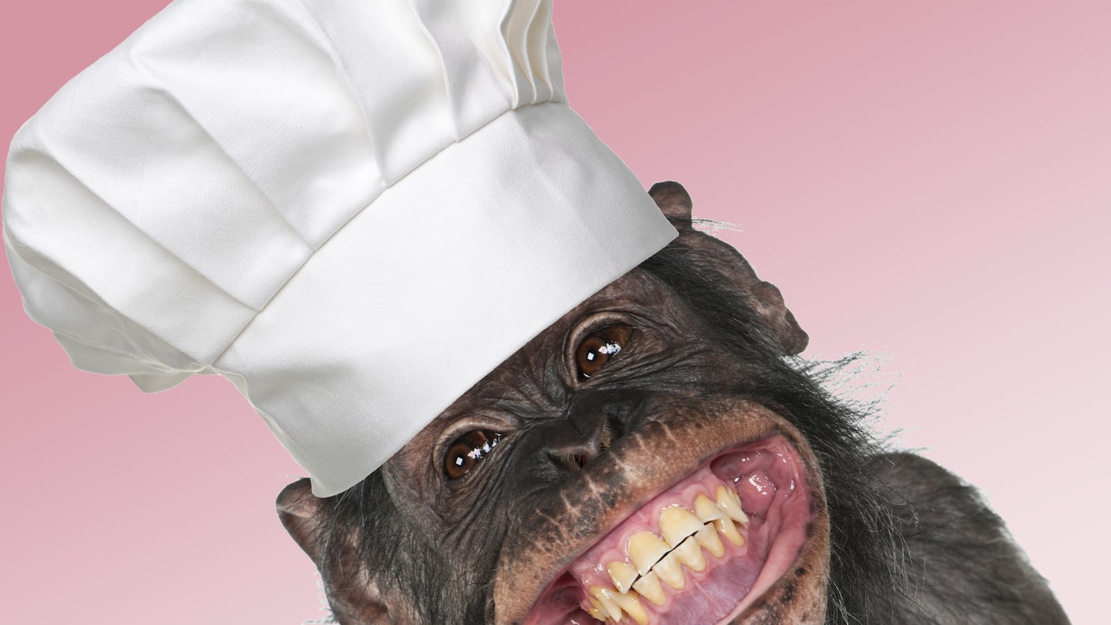 articles/2015/06/07/get-ready-for-top-chef-chimp-edition/150605-arnold-chimps-cook-tease_htky7b