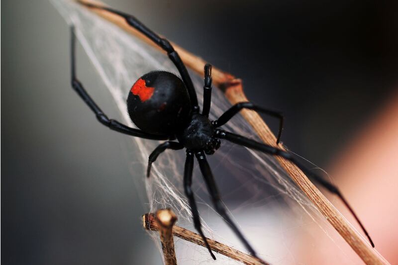 galleries/2013/05/04/five-of-the-world-s-deadliest-spiders-photos/130503-red-back_siossa