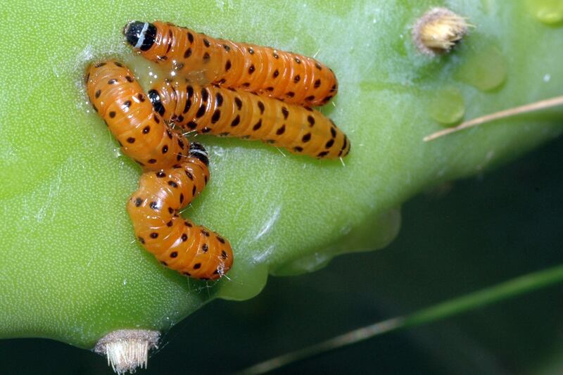 galleries/2013/05/24/cicadas-sharks-and-more-horrors-to-come-in-summer-2013-photos/130525-summer-bagworms_wimu1d