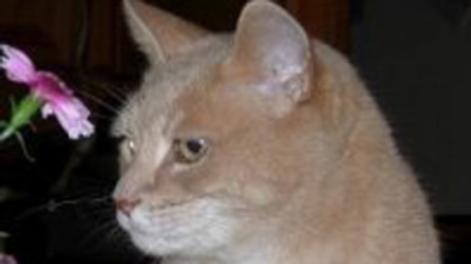 cheats/2012/07/15/alaska-town-has-feline-mayor/cat-mayor-stubbs-talkeetna-alaska-cheat_lmqus7