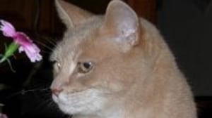 cheats/2012/07/15/alaska-town-has-feline-mayor/cat-mayor-stubbs-talkeetna-alaska-cheat_lmqus7