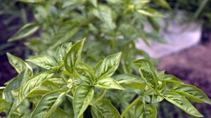 cheats/2010/03/14/is-your-pantry-making-you-sick/is-your-pantry-making-you-sick_e0mvqz