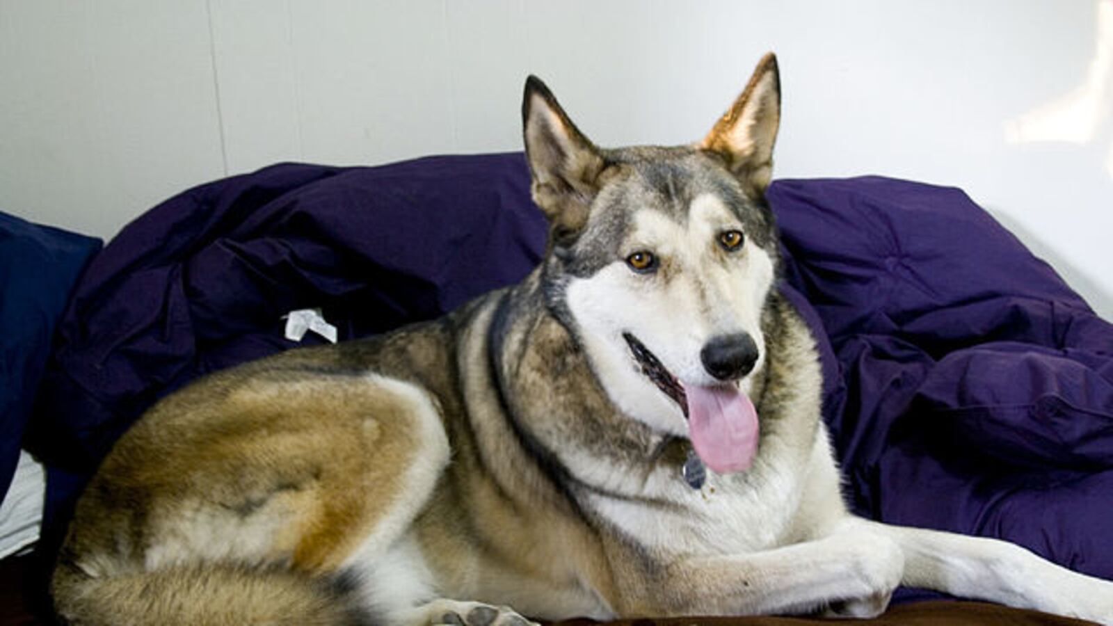 A wolf-malamute hybrid. A different wolf-dog hybrid was responsible for the Alabama attack.
