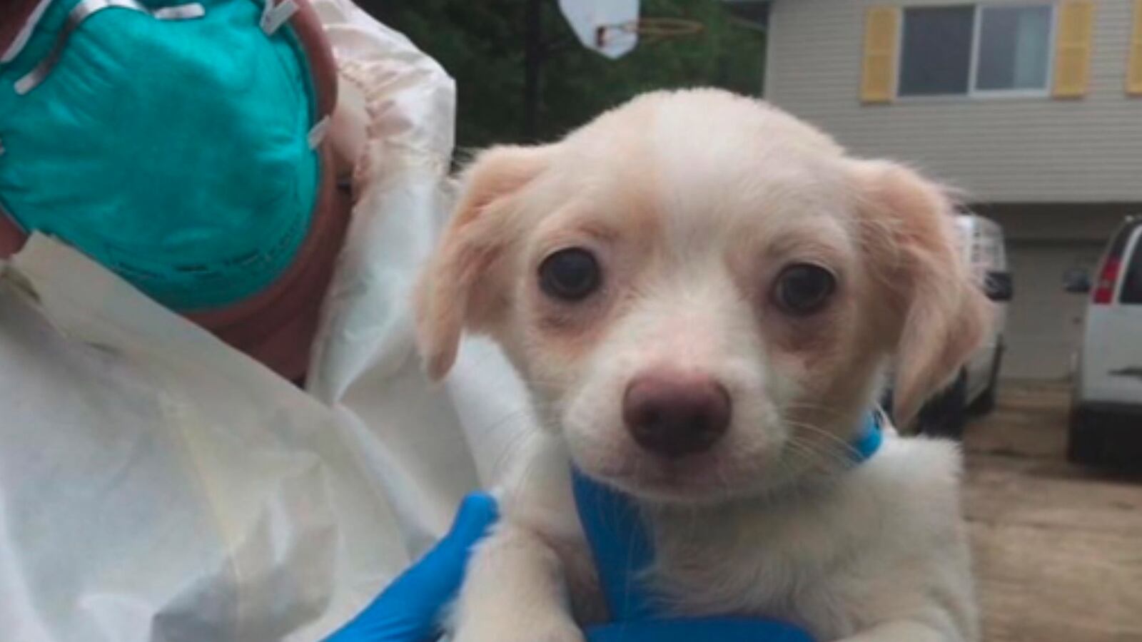 videos/2016/06/06/276-dogs-rescued-from-new-jersey-hoarders-house/160606-Place-276-dogs-house-Tease_o55jnn