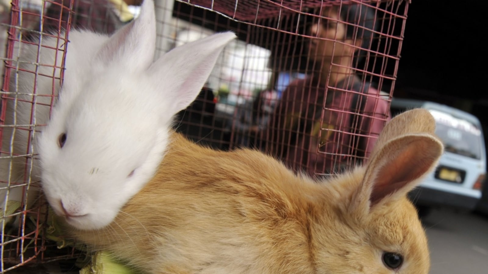 articles/2012/04/13/the-humane-alternative-to-peta-s-pet-slaughter/peta-rabbits_rdjuam