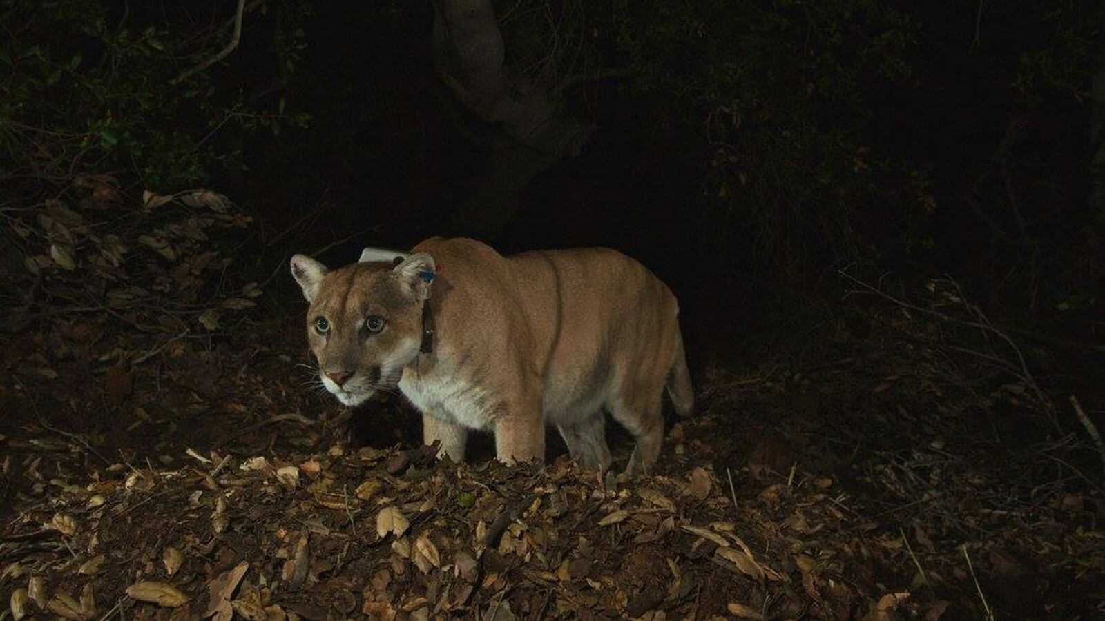 180520-cougar-attack-bikers-washington-cheat_vx1fgv