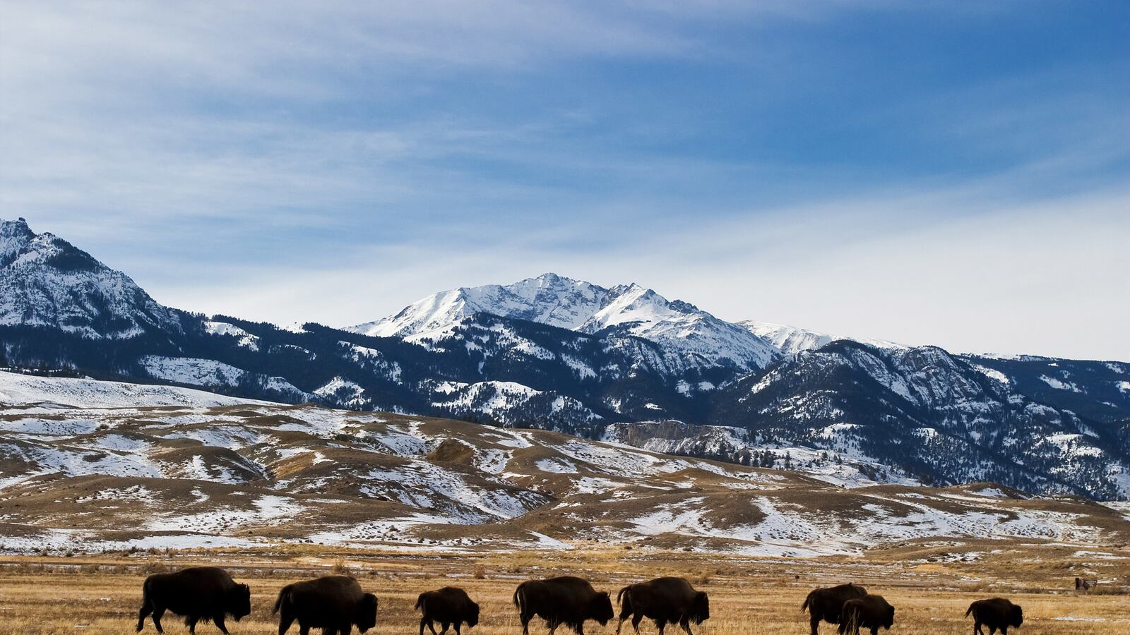 articles/2014/07/06/american-wilderness-faces-the-firing-squad/140704-peacock-yellowstone-tease_w5nljm